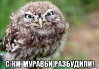  с*ки, муравьи разбудили!