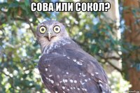 сова или сокол? 