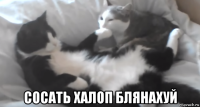  сосать халоп блянахуй