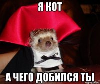 я кот а чего добился ты
