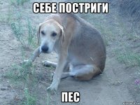 себе постриги пес