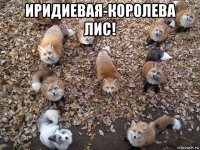 иридиевая-королева лис! 