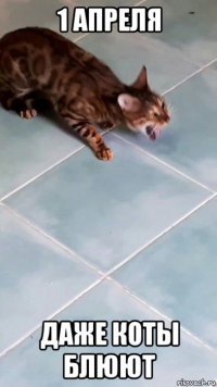 1 апреля даже коты блюют