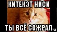 китекэт ниси ты всё сожрал