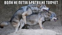 волк не петух братву не топчет 