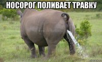 носорог поливает травку 