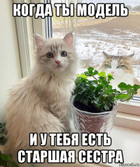когда ты модель и у тебя есть старшая сестра