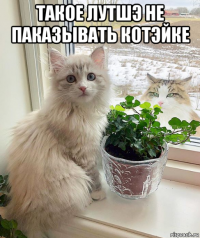 такое лутшэ не паказывать котэйке 