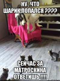 ну , что шарик,попался ???? сейчас за матроскина ответишь !!!!