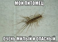 мои питомец очень милый и опасный