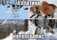 я платина королева лис