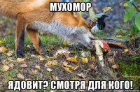 мухомор ядовит? смотря для кого!