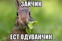 зайчик ест одуванчик