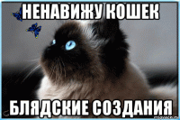 ненавижу кошек блядские создания