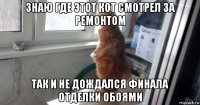 знаю где этот кот смотрел за ремонтом так и не дождался финала отделки обоями