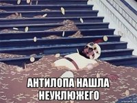  антилопа нашла неуклюжего