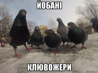 йобані клювожери