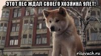 этот пес ждал своего хозяина 9лет! 
