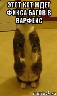 этот кот ждет фикса багов в варфейс 
