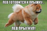 лев готовится к прыжку... лев прыгнул!