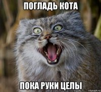 погладь кота пока руки целы
