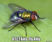  отстань пьянь