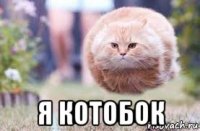  я котобок