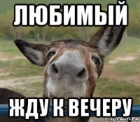 любимый жду к вечеру