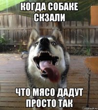 когда собаке скзали что мясо дадут просто так