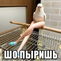  шо пыришь