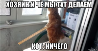 хозяин:и чё мы тут делаем кот: ничего