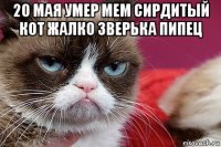 20 мая умер мем сирдитый кот жалко зверька пипец 