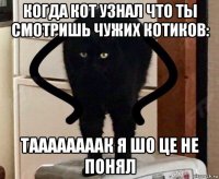когда кот узнал что ты смотришь чужих котиков: таааааааак я шо це не понял