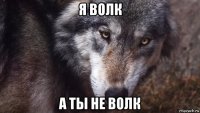 я волк а ты не волк