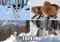  ты хуй