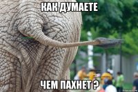 как думаете чем пахнет ?