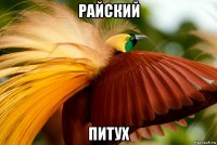 райский питух