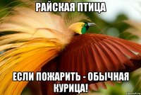 райская птица если пожарить - обычная курица!