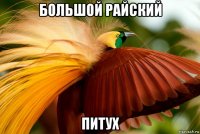 большой райский питух