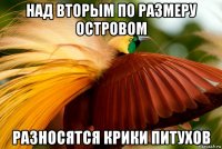 над вторым по размеру островом разносятся крики питухов