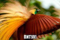  питух!