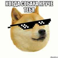 когда собака круче тебя 