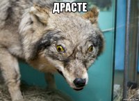 драсте 