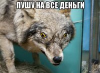 пушу на все деньги 