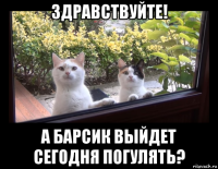 здравствуйте! а барсик выйдет сегодня погулять?