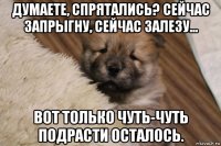 думаете, спрятались? сейчас запрыгну, сейчас залезу... вот только чуть-чуть подрасти осталось.