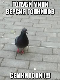 голуби мини версия гопников семки гони !!!!