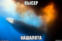 высер кашалота