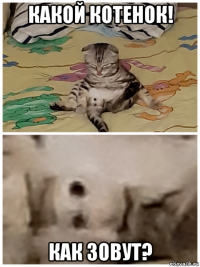 какой котенок! как зовут?