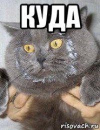 куда 